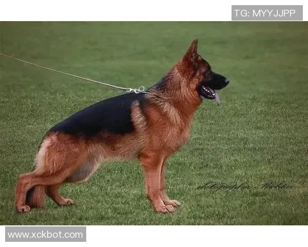 德国足球明星兰伊的辉煌历程与未来展望解析